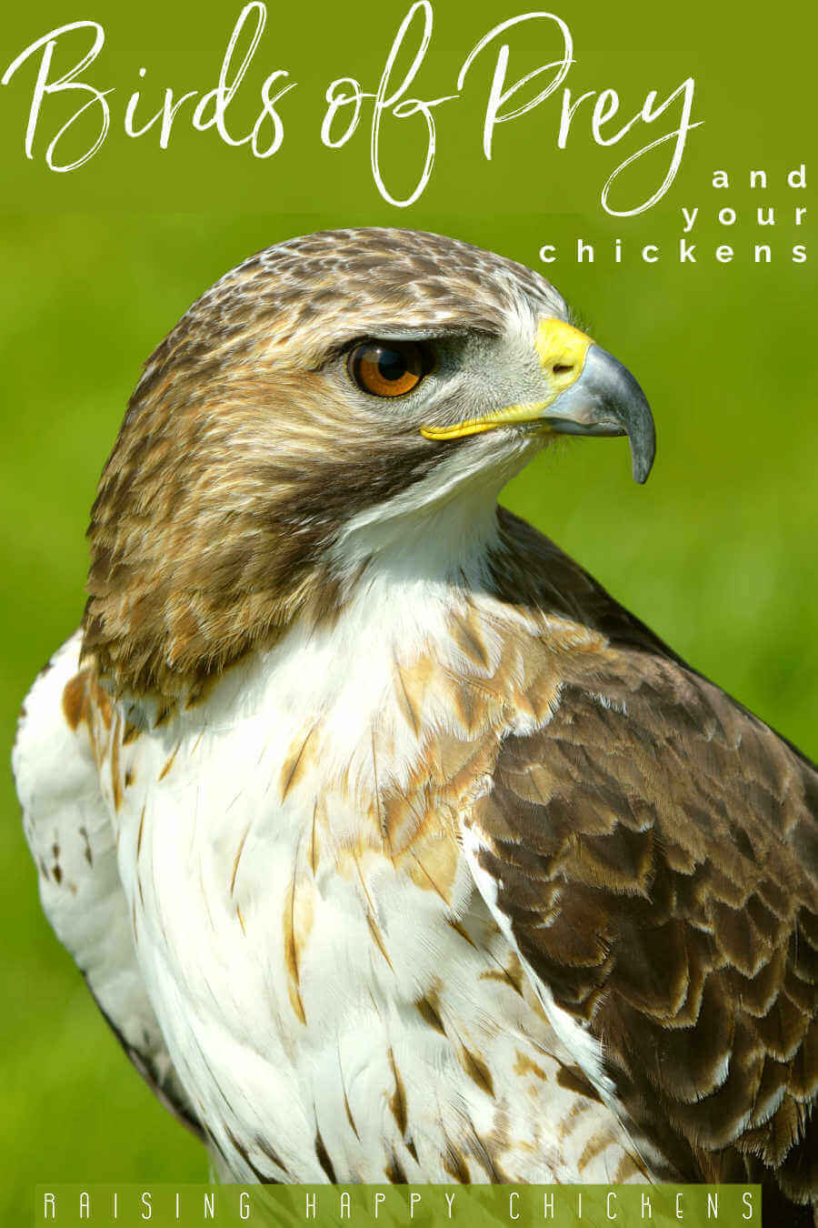 Birds of Prey of North America Giant Poster