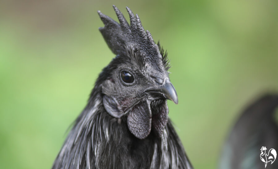 Das Ayam-Cemani-Huhn.