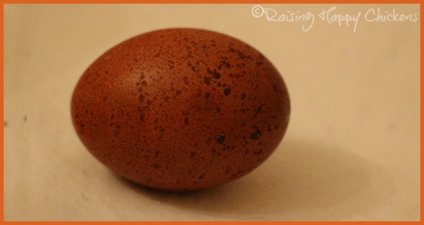 A Black Copper Marans hatching egg. A Black Copper Marans hatching egg.