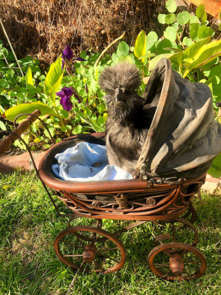 Keep your chickens cool – do their walking for them! A black Silkie chicken in a wicker pram, against a background of trees and flowers.