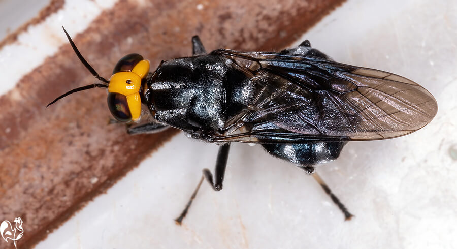 A black soldier fly.