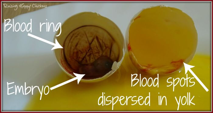 klon livstid Følg os Candling : identifying the blood ring.