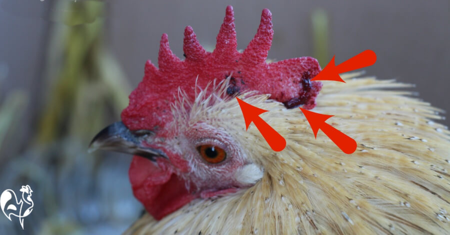 A chicken comb damaged by pecking.