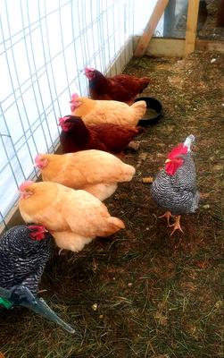 My 3 buffs lining up with the flock for inspection