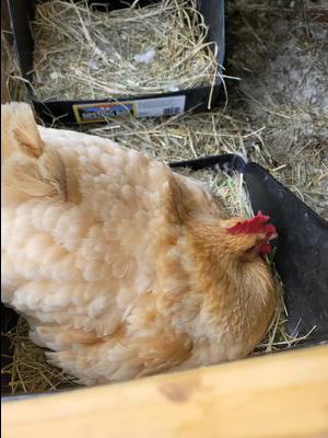 Bubbles sitting on her eggs