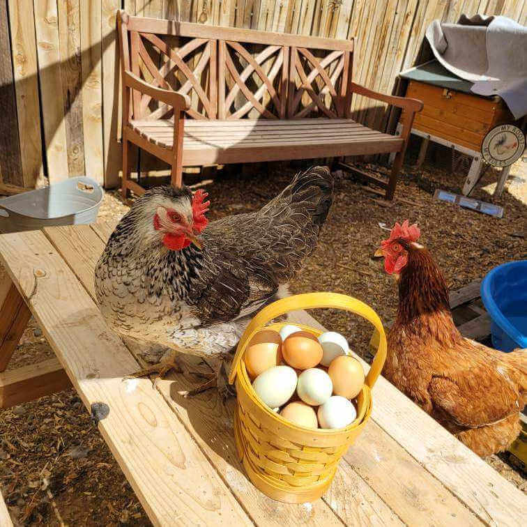 Competition summer 2023 blue egg layer. Competition summer 2023 blue egg layer.