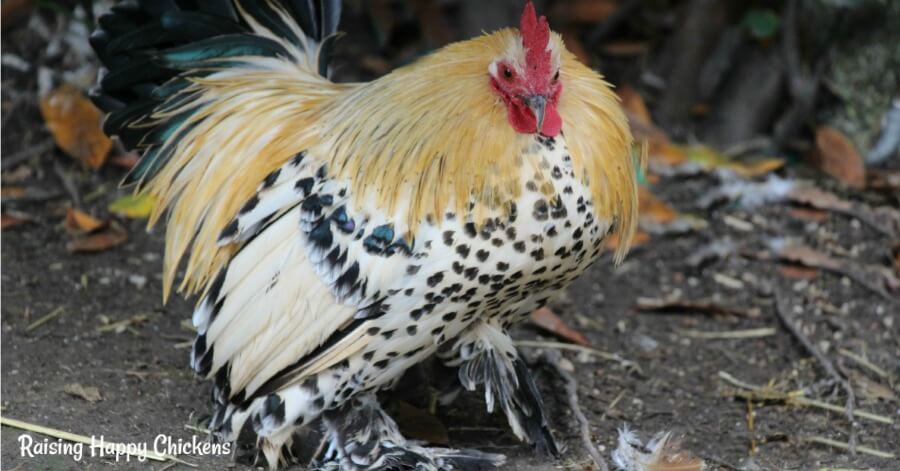 A Booted Bantam cockerel / rooster amongst leaves.