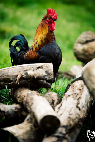 A rooster stands on a pile of logs.