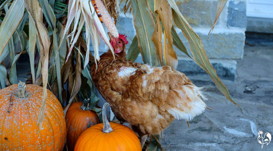A chicken investigates hanging corn on the cob, while pumpkins wait to be cut up.