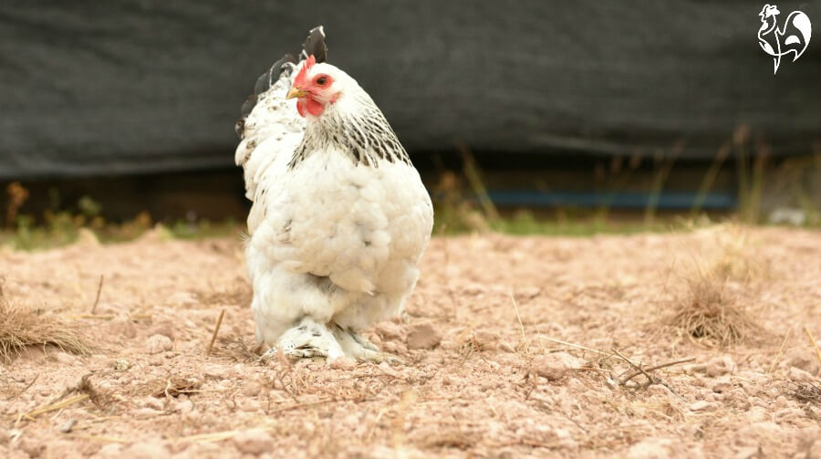 Queen Victoria's favourite breed, the Brahma. A Brahma chicken - the favourite of Queen Victoria.