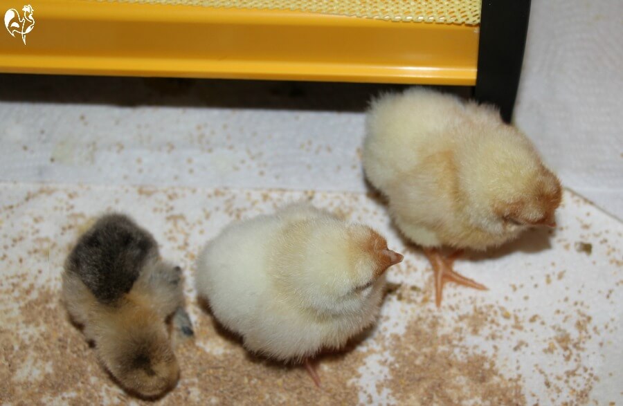 Three chicks venturing out from under the EcoGlow 1200 brooder lamp.