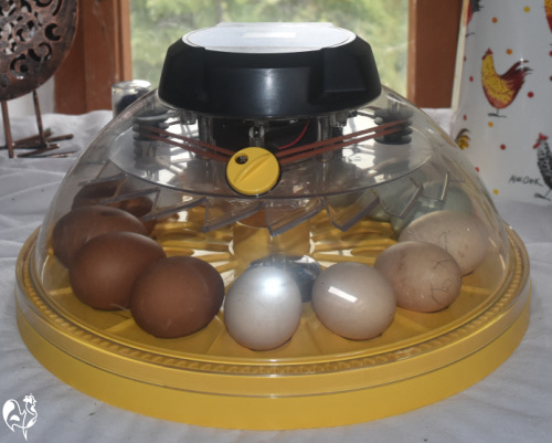 My Brinsea Maxi 24 EX incubator. Brinsea's Maxi 24 EX, set up with incubated eggs on my incubating table.