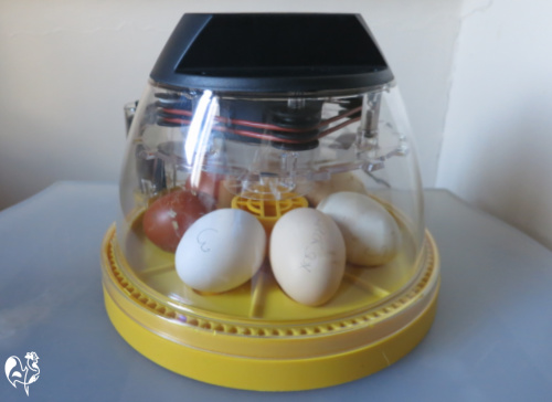 My Brinsea Mini Advance incubating eggs. Brinsea incubators: my mini advance, set up on my incubating table with cream and dark brown hatching eggs set inside.