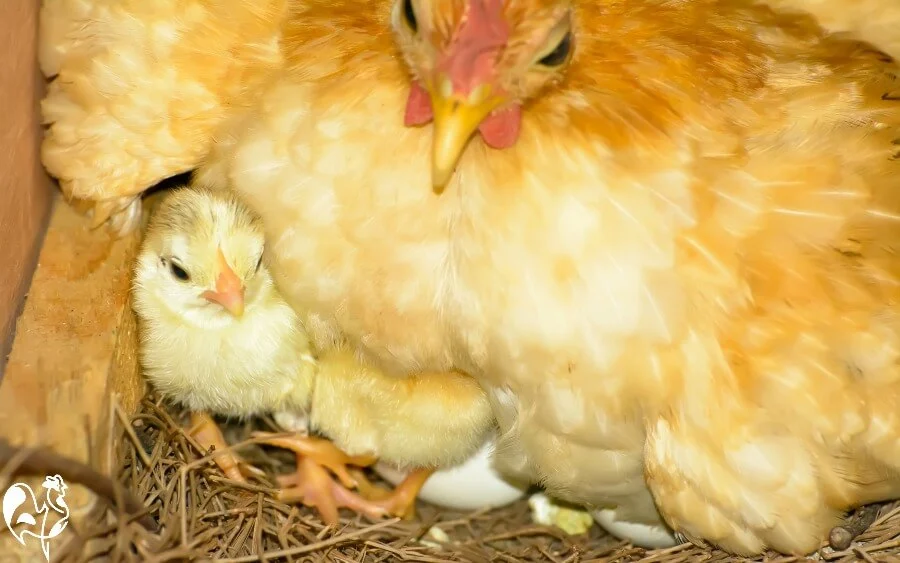 Keep your hens properly fed to hatch a new generation of healthy, happy chicks. A broody hen with her chick and one egg still to hatch.