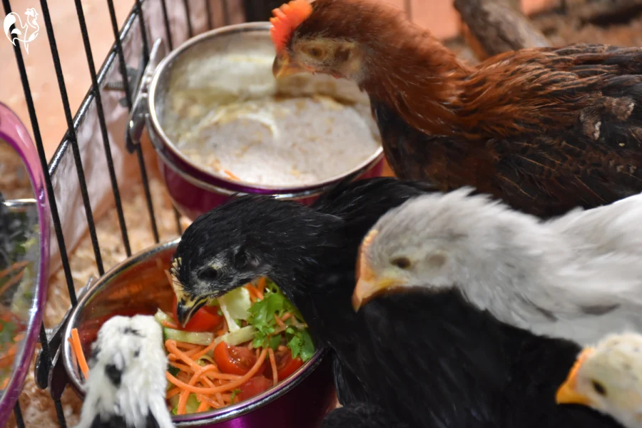 5 of my baby chicks investigating the puppy pen brooder treat bowls.