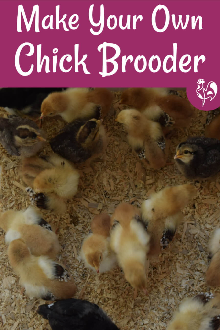 brooder for new and growing chicks