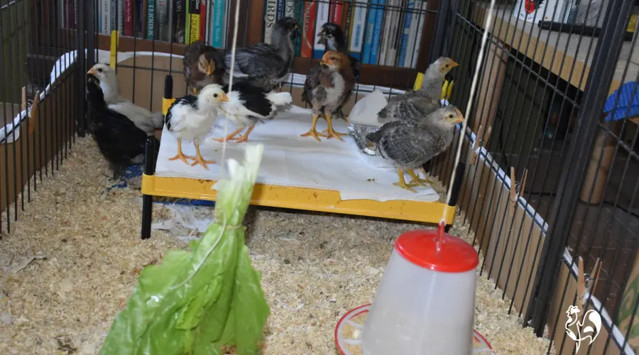 Ten of my baby chicks in their puppy pen brooder, complete with the "swinging lettuce" game.