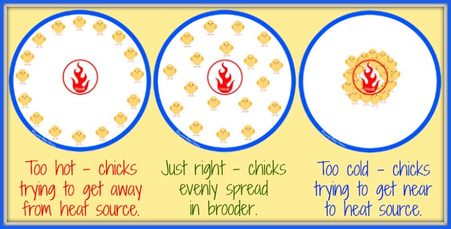 Which Heat Lamp Will Work Best For Your Chicks
