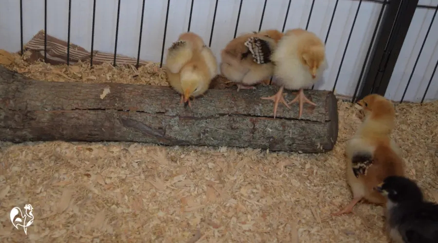 Pine shavings bedding in chicken brooder with baby chicks.