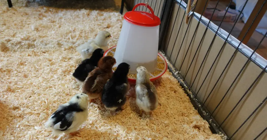 Baby chicks eating from a hanging feeder in brooder setup.