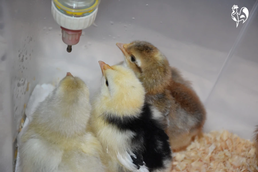 Hanging chick drinker in brooder keeping water clean above bedding.