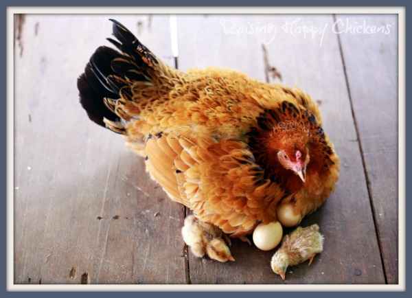 Ten steps to your perfect chicken egg incubator.