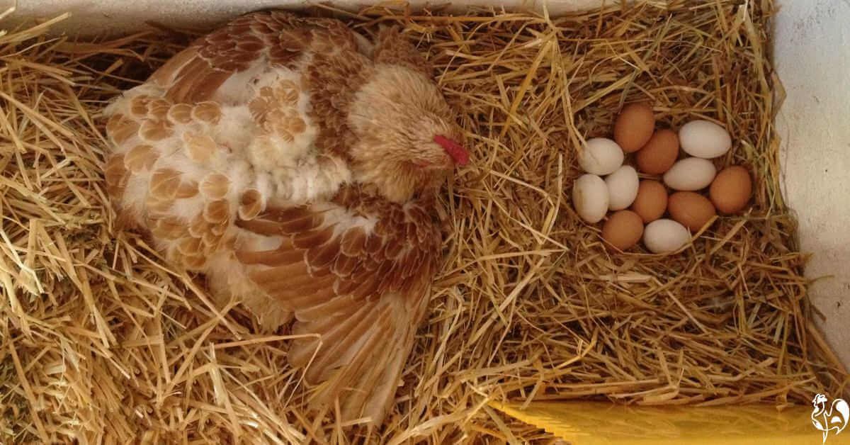 Можно ли под курицу подкладывать яйца. Наседка курица высиживает яйца. Курочка высиживает цыплят. Курочка в гнезде. Гнездо для квочки.