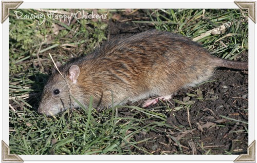 Rat poison is it safe to use in your chicken coop 