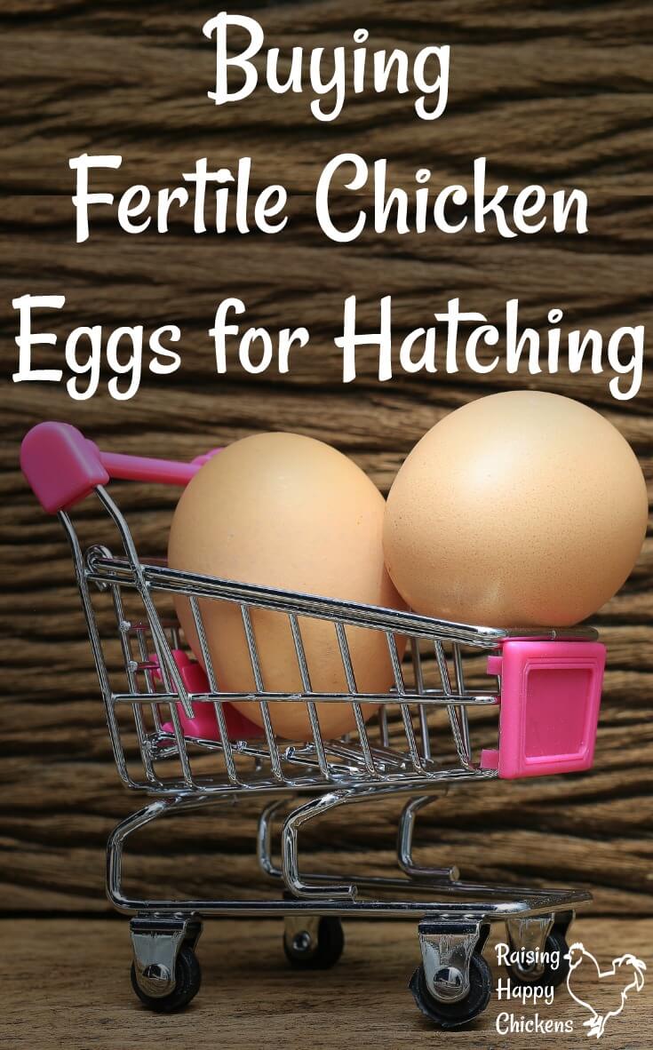 Hatching chicken eggs for sale where to find the best!