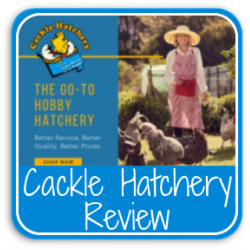 Cackle hatchery: click to read my review.