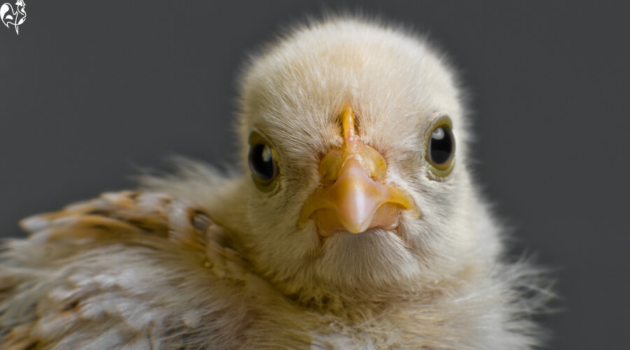 Cackle hatchery: a baby chick face in close up.