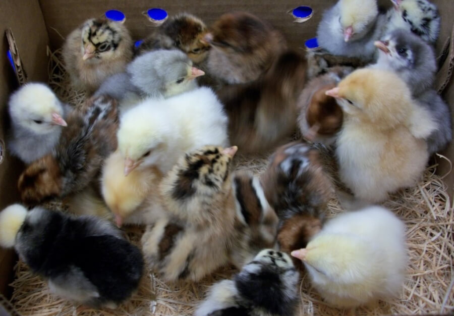 Cackle hatchery mixed chicks.