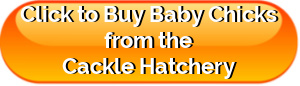 Cackle hatchery: button link, click to buy baby chicks.