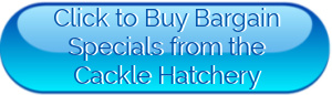 Cackle button click to buy bargain chick packages.