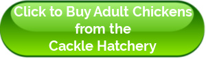 Click to buy adult hens button, Cackle hatchery.