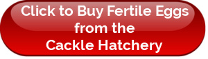 Click to buy fertile eggs from the Cackle hatchery.