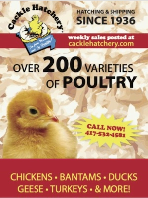 Cackle hatchery ad. Click to buy.