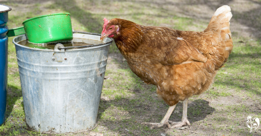 Chickens will drink rain water if they get the chance. A Red Star chicken drinking from a rain water bucket.