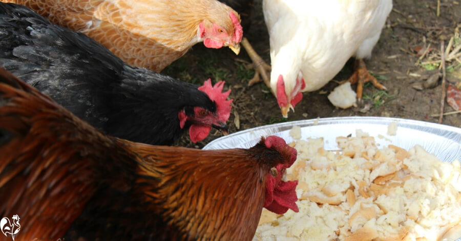 Can Chickens Eat Nuts And Other Party Foods Can Chickens Eat Nuts And Other Party Foods