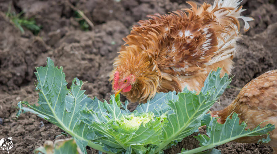 A frizzle chicken eating cabbage leaves on the ground.