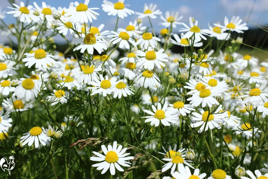 Chamomile: a pretty alternative to antibiotics. A field of chamomile flowers against a blue sky.