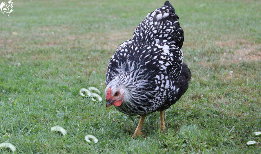 What vegetables can chickens eat?