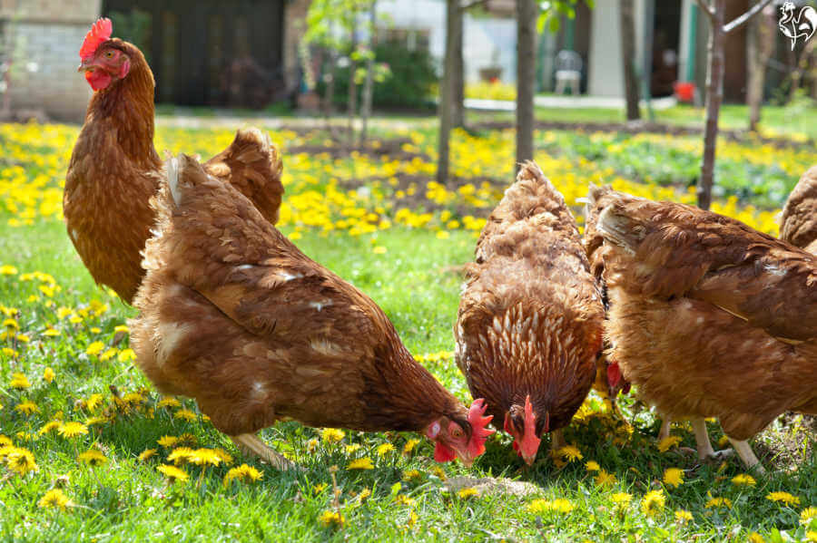 Four brown hens eating dandelions.