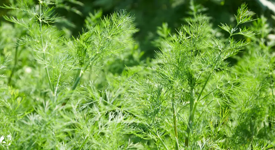 Dill is an excellent herb for chicken health. The feathery stems of dill against a dark background.