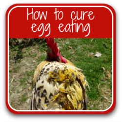 Egg eating: how to prevent and cure – link to article.
