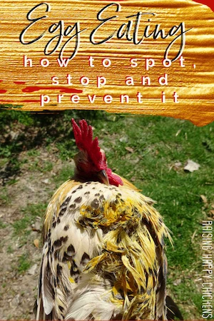 Pin can chickens eat eggs