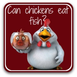 Can chickens eat fish? Link.