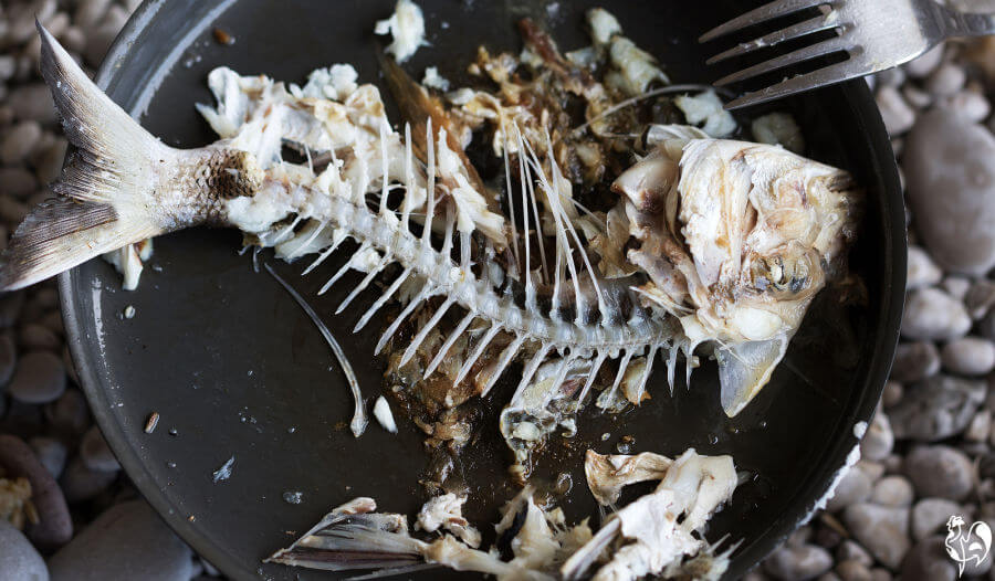 Can chickens eat fish, and if so which is best?