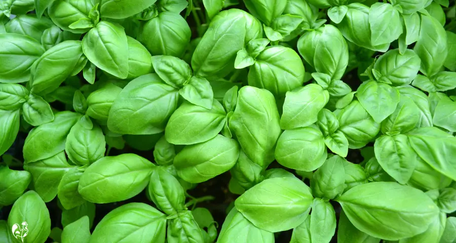 Fresh basil: a must-have in your chicken herb garden. A close-up of fresh green basil leaves.