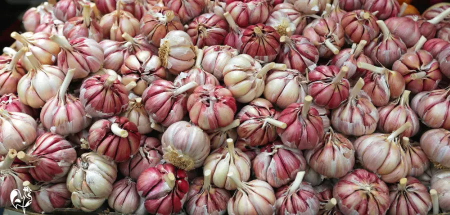 Garlic for chicken health – without the taste! Bulbs of garlic in a pile on an Italian market stall.